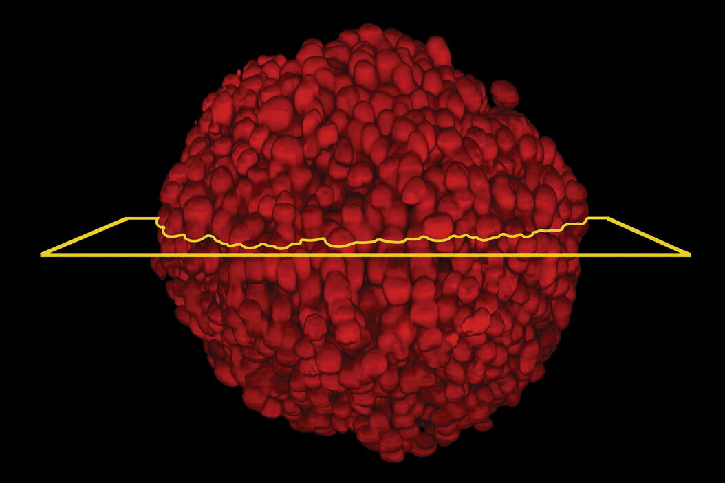 Single-cell Huh-7D12 spheroid imaged using a Leica SP8 DLS microscope system. The spheroid was clarified using the Sucrose protocol. A_Quality_Metric_and_Light_Sheet_Imaging_Guideline_teaser.jpg