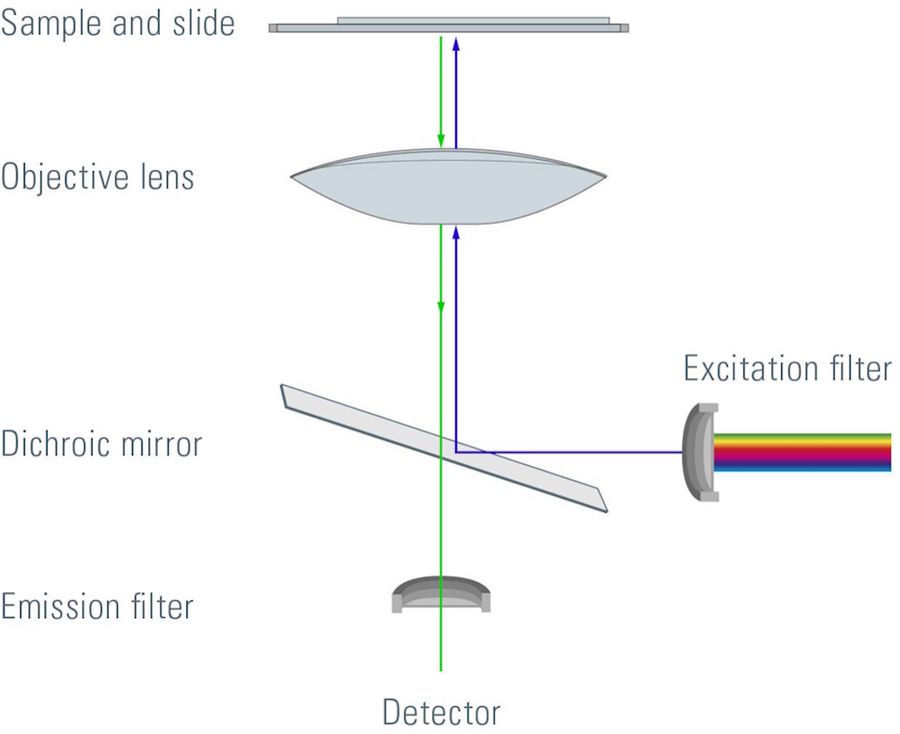Illustration showing the path through a fluorescence microscope of excitation and emission light.