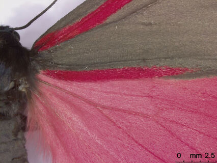 Wing of a cinnabar moth