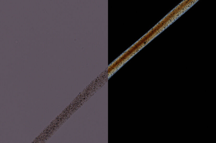 Wool fiber imaged with parallel and crossed polarizers