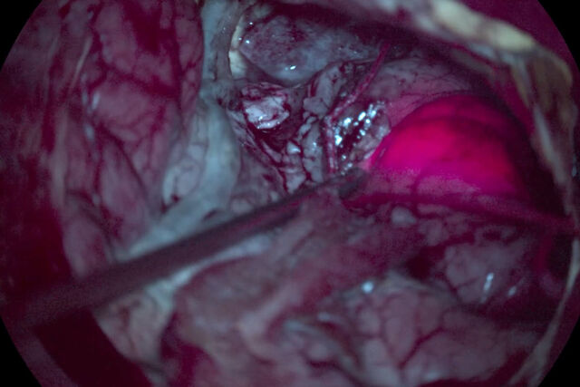Anatomy view