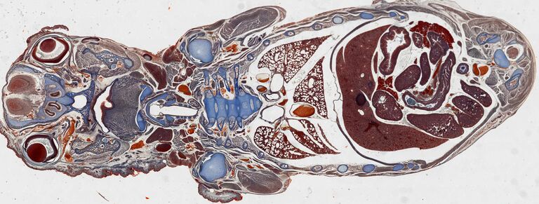 Composto de um embrião de camundongo inteiro construído a partir de 380 imagens individuais de seções com coloração H&E. As imagens das seções foram adquiridas com uma lente objetiva de 20x, e todas as imagens foram capturadas em 80 segundos usando o software LAS X Navigator.