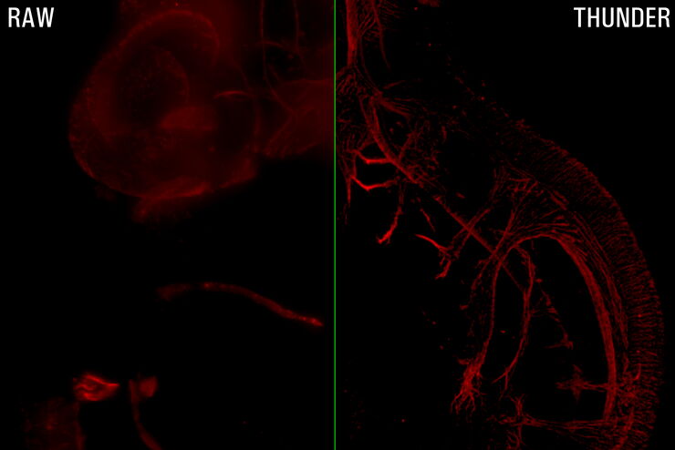 Whole mouse embryo widefield data and LVCC