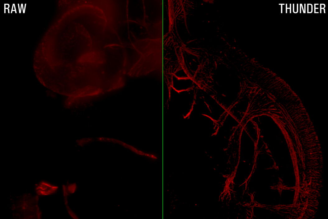 Whole mouse embryo widefield data and LVCC Whole_mouse_embryo_widefield_data_and_LVCC.jpg