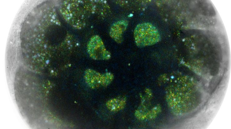 Foraminifera (Ammonia confertitesta) labeled with membrane-permeable calcein, high-pressure frozen in salt water using EM ICE. The sample was cryo-planed and targeted with the M205 on the Cryo-Fluo Enuity, then transferred under cryo conditions to the Cryo-Stellaris for widefield and confocal imaging, revealing details of the staining pattern. Image courtesy: David Evans, University of Southampton.