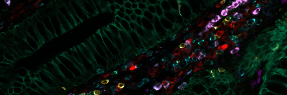 [Translate to German:] Normal colon iteratively stained with over 30 CST antibodies using the Cell DIVE multiplexed imaging solution.