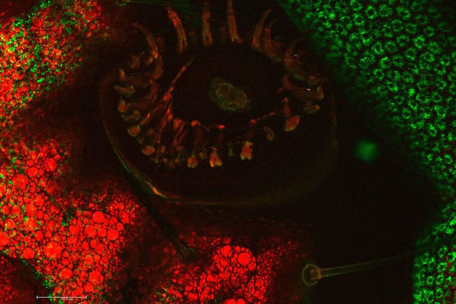 In vivo imaging of food moth (Plodia interpunctella).