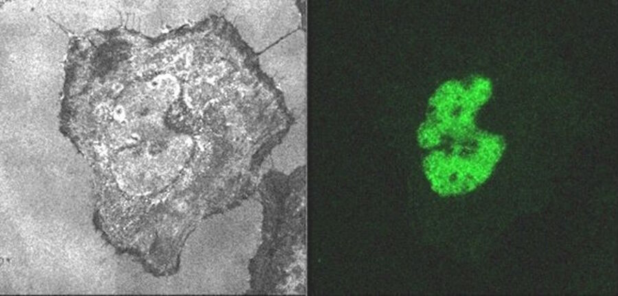 Left image: recording of green Fluorescence upon excitation at 492 nm. Emission collection 490–600 nm. The main signal is reflected light, as the excitation wavelength is inside the emission-collection band. Right image: identical excitation wavelength and emission collection band, but light gate on. No reflected light is recorded. Pure and clear fluorescence emission only, regardless of the emission band.