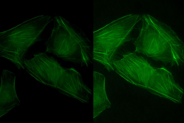 Imagem de células coradas com Actina adquiridas com c mount de 1x e de 0,7 x com dimensionamento de imagem idêntico, mostrando maior sensibilidade.