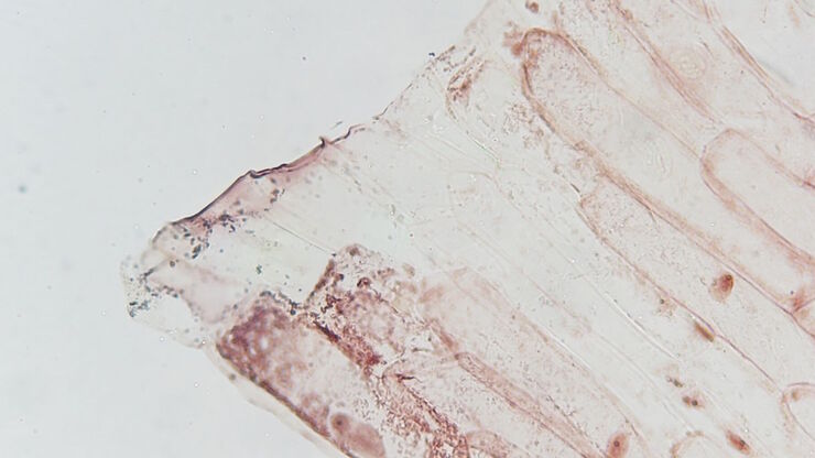 Image of an onion flake taken with a basic Leica compound microscope after it was tested for resistance to fungus and mold growth following part 11 of the ISO 9022 standard.