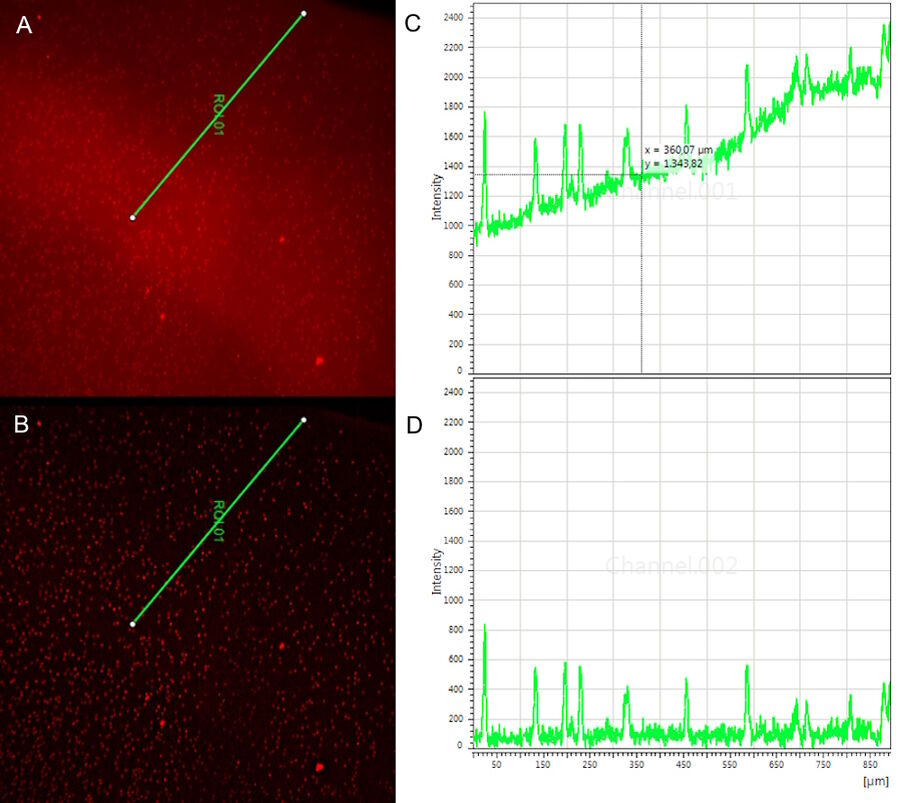 Figure 2: (A) Raw image with high inhomogeneous background and (B) corresponding signal peak intensities. (C) In the THUNDERed image the background is removed. The signal peak intensities (D) can easily be quantified and compared. Sample courtesy of the Experimental Ophthalmology Group, University of Murcia, Spain.