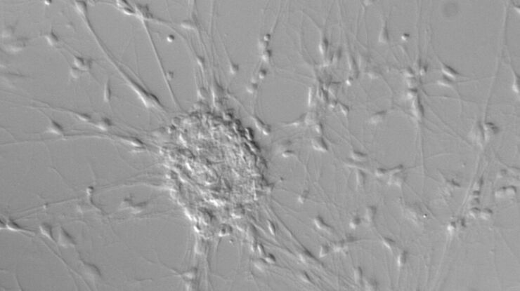 Microscopy Solutions for Cell Culture | Applications | Leica Microsystems