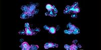 67-hour, multi-position time-lapse of mouse intestinal organoids expressing the cell cycle reporter FUCCI2 (hGem-mVenus and hCdt1-mCherry), acquired using Viventis Deep. 