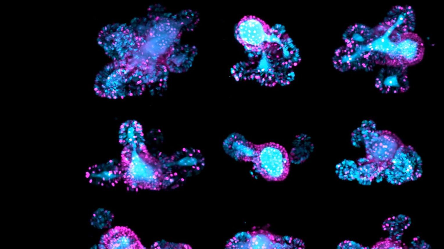 67-hour, multi-position time-lapse of mouse intestinal organoids expressing the cell cycle reporter FUCCI2 (hGem-mVenus and hCdt1-mCherry), acquired using Viventis Deep. 