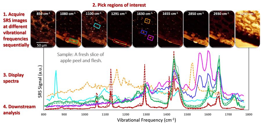 Schematic of the workflow for SRS spectroscopic imaging.