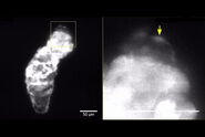 Wt1b-positive myocardial cell adopting an epicardial cell morphology. 