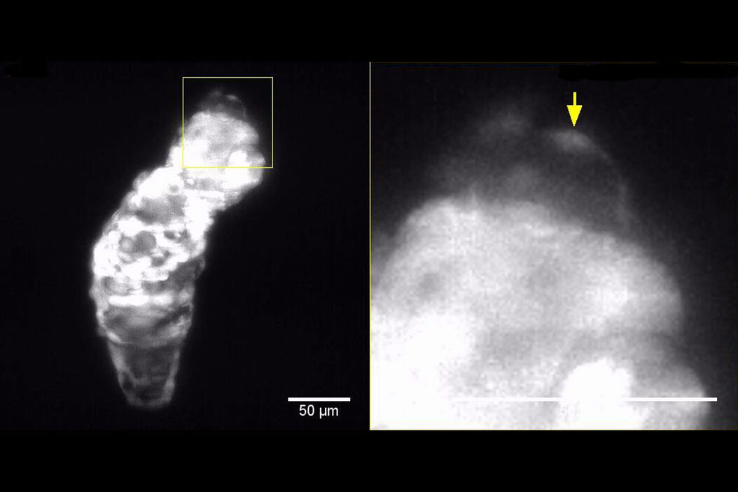 Wt1b-positive myocardial cell adopting an epicardial cell morphology.  wt1b-positive_myocardial_cell_adopting_an_epicardial_cell_morphology.jpg