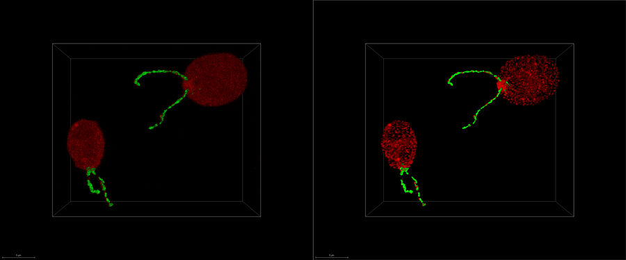 Chlamydomonas reinhardtii, due diversi tipi di proteine di trasporto intraflagellari, IFT-NeonGreen e IFT-mCherry. Campioni gentilmente forniti da Pigino-Lab, Max-Planck Institute of Molecular Cell Biology and Genetics, Dresda, Germania.