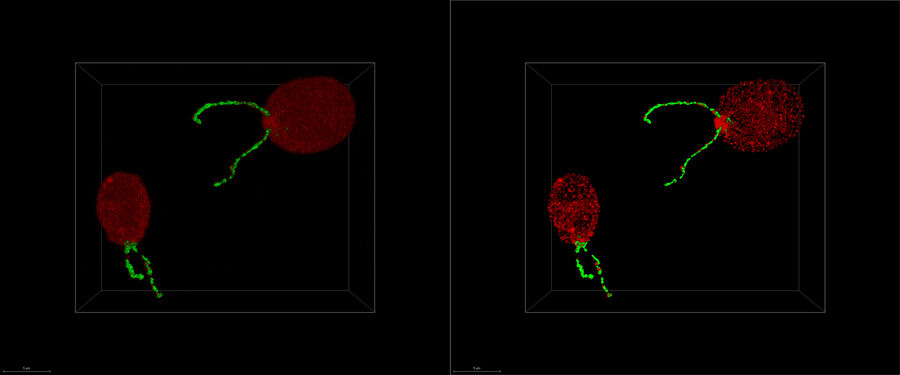 녹조류, 편모 내 운반 단백질의 2가지 유형, IFT-NeonGreen 및 IFT-mCherry. 시료는 Germany, Dresden, Max-Planck Institute of Molecular Cell Biology and Genetics, Pigino-Lab에서 제공함.