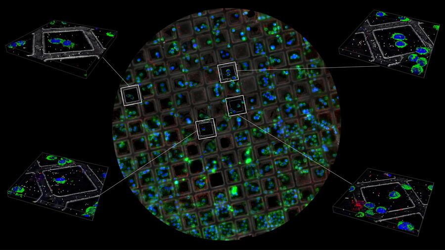 Camera overview with confocal z-stacks.