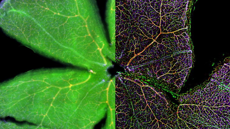 Mouse retina Mouse retina was fixed and stained by following reagents: anti-CD31 antibody (green): Endothelia cells, IsoB4 (red): Blood vessels, and microglia anti-GFAP antibody (blue): Astrocytes Sample courtesy by Jeremy Burton, PhD and Jiyeon Lee, PhD, Genentech Inc., South San Francisco, USA. Imaged by Olga Davydenko, PhD (Leica). Imaged with a THUNDER Imager 3D Cell Culture.