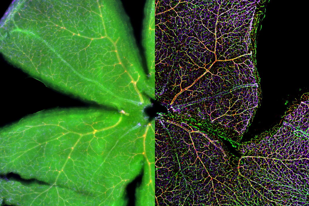 Mouse retina was fixed and stained by following reagents: anti-CD31 antibody (green): Endothelia cells, IsoB4 (red): Blood vessels, and microglia anti-GFAP antibody (blue): Astrocytes Sample courtesy by Jeremy Burton, PhD and Jiyeon Lee, PhD, Genentech Inc., South San Francisco, USA. Imaged by Olga Davydenko, PhD (Leica). Imaged with a THUNDER Imager 3D Cell Culture.  An_Introduction_to_Computational_Clearing_Teaser.jpg