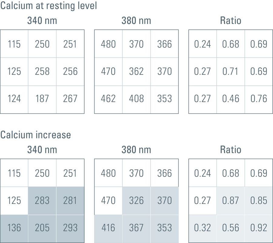 Simplified illustration of intensity readout values that a CMOS digital camera might deliver to a computer during a calcium-imaging experiment using the calcium probe fura-2. In this case, each image would be 3 x 3 pixels in size. The upper three matrices represent the intensity readout values for the calcium ions at resting ground state with 340-nm and 380-nm excitation plus the corresponding ratio value. The lower three matrices represent the intensity value changes after a calcium increase in the highlighted pixels. The values at 340-nm excitation increase, whereas the values at 380-nm excitation decrease. However, the corresponding ratio values will also increase.