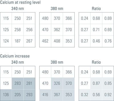 Fig. 3: Simplified illustration of intensity readout values that a CCD camera might deliver to a computer in a calcium imaging experiment using the calcium probe fura-2. 