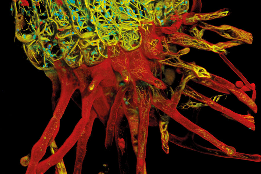 Root-hypocotyl junction of Arabidopsis thaliana