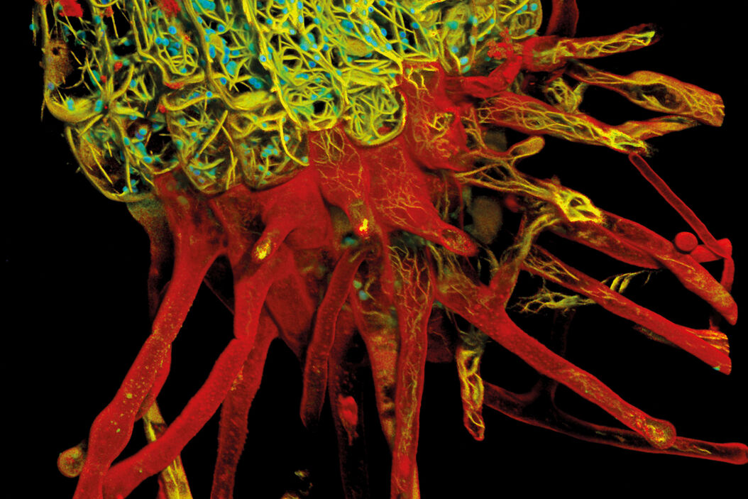 Root-hypocotyl junction of Arabidopsis thaliana. Image acquired with TauContrast. Sample courtesy: Dr. Melanie Krebs, COS, University of Heidelberg. Stellaris-Arabidopsis-thali.jpg