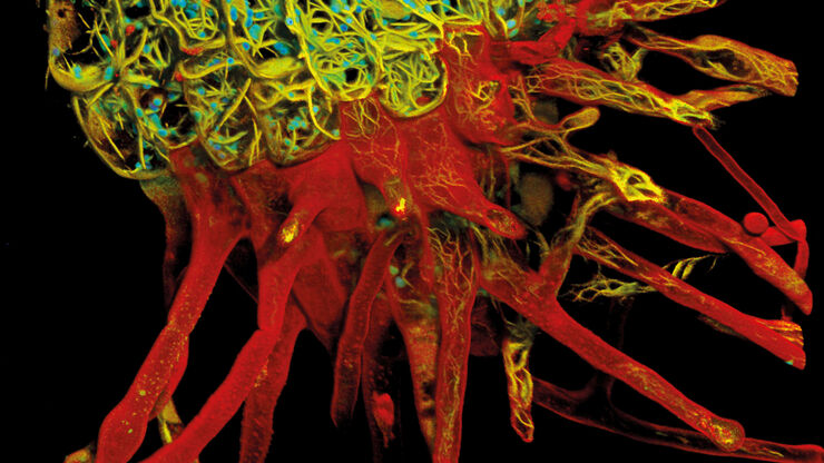 Root-hypocotyl junction of Arabidopsis thaliana. Image acquired with TauContrast. Sample courtesy: Dr. Melanie Krebs, COS, University of Heidelberg.