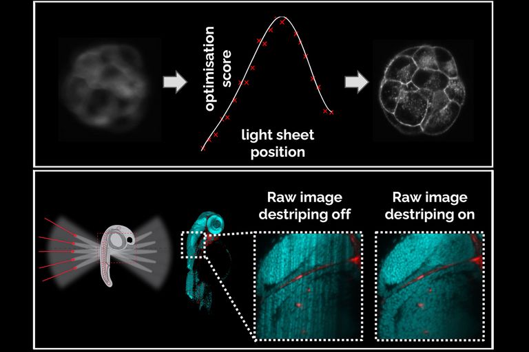 Top: Auto light sheet alignment for sharp, high resolution images. Bottom: Beam pivoting to remove sample dependent stripes.
