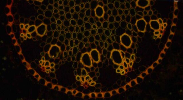 Convallaria (mughetto) visualizzata con fotocamera per microscopia DFC450