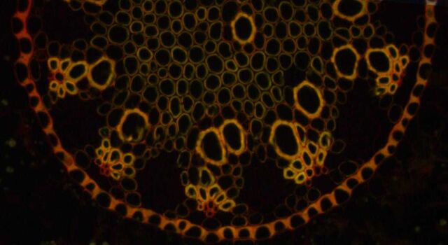 Convallaria (lily of the valley) imaged with DFC450 microscope camera Convallaria (lily of the valley) imaged with DFC450 microscope camera