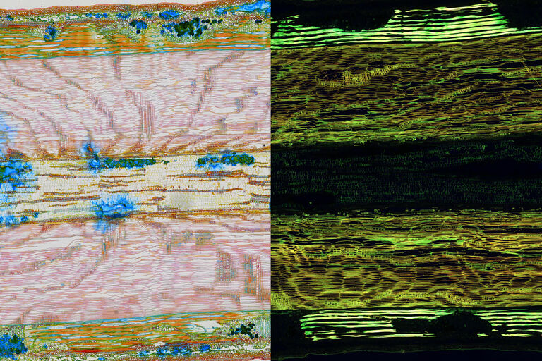 Scansioni a mosaico in campo chiaro (colore) e a fluorescenza di una sezione di legno di tiglio.