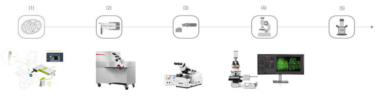 [Translate to korean:] (1) Cell positioning with PRIMO | (2) High pressure freezing (EM ICE) | (3) Cryo sectioning (EM UC7 /EM FC7) | (4) Identifying the region of interest (THUNDER Imager EM Cryo CLEM) | (5) Imaging in the TEM