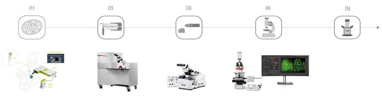 (1) Posicionamento celular com PRIMO | (2) Congelamento de alta pressão (EM ICE) | (3) Seccionamento criogênico (EM UC7 /EM FC7) | (4) Identificação da região de interesse (THUNDER Imager EM Cryo CLEM) | (5) Aquisição de imagens no TEM