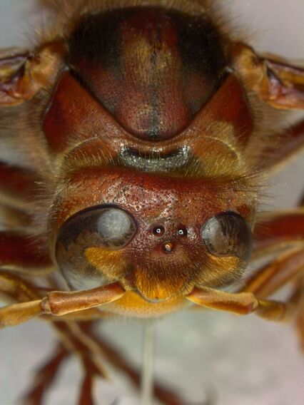 Head of a hornet in tilted view