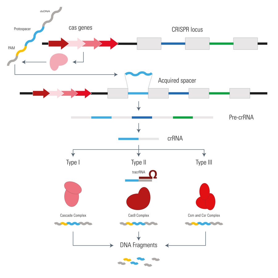 CRISPR mediated immunity in prokaryotes. 