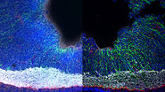 Mouse kidney section with Alexa Fluor™ 488 WGA, Alexa Fluor™ 568 Phalloidin, and DAPI. Sample is a FluoCells™ prepared slide #3 from Thermo Fisher Scientific, Waltham, MA, USA. Images courtesy of Dr. Reyna Martinez – De Luna, Upstate Medical University, Department of Ophthalmology.