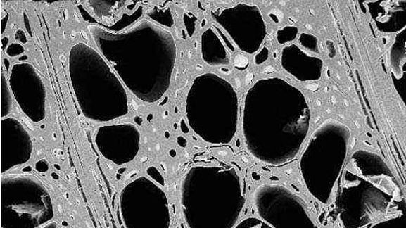 Cross section of veneer