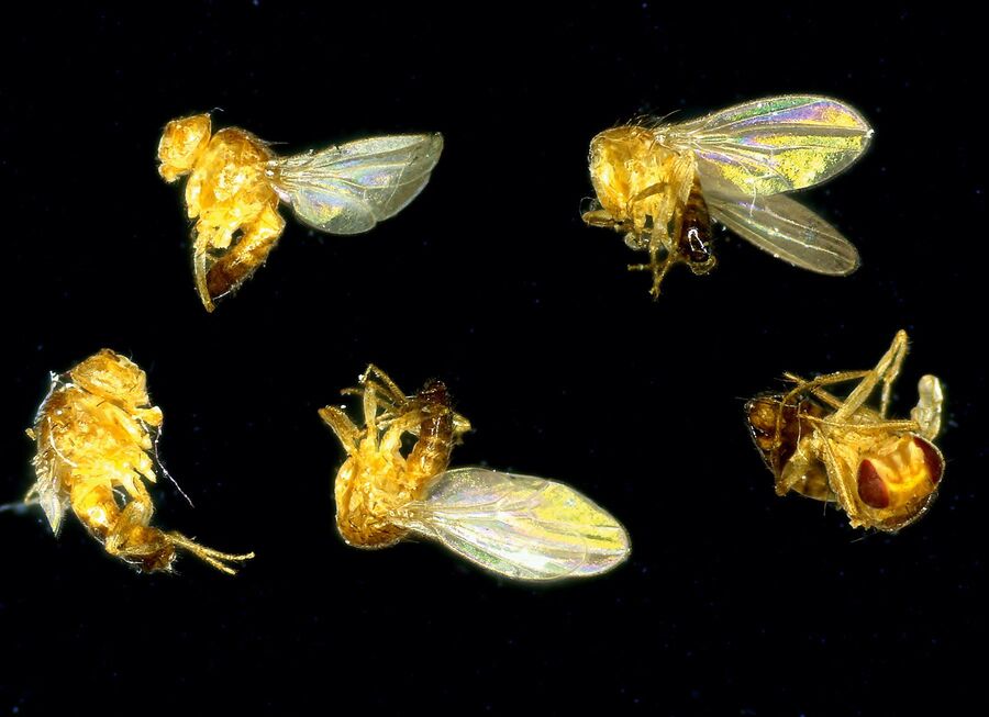 Figure 11: Drosophila screening. Acquired with a digital microscope.