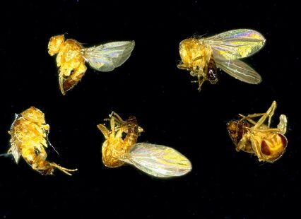 Drosophila screening. Acquired with DMS1000 B.