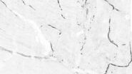 Tile scan of large intestine of an anasthesized mouse. 