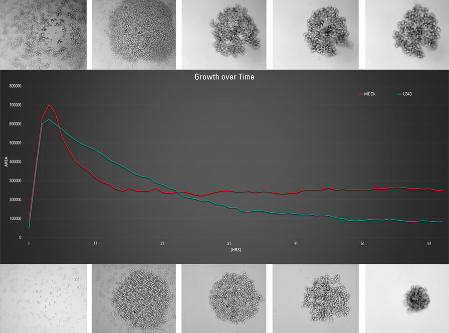 Time-lapse series of a forming 3D spheroid