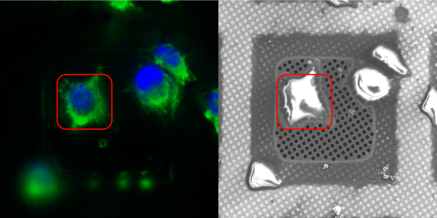 Selection and retrieval. Left: Fluorescence image of a cell on an EM grid visualized and selectively marked with the EM Cryo CLEM. Right: The exact same cell visualized and relocated with the coordinate marker on the Thermo Scientific Aquilos.