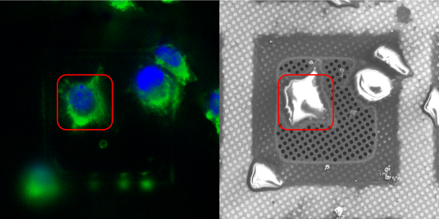 Selection and retrieval. Left: Fluorescence image of a cell on an EM grid visualized and selectively marked with the EM Cryo CLEM. Right: The exact same cell visualized and relocated with the coordinate marker on the Thermo Scientific Aquilos. Selection and retrieval. Left: Fluorescence image of a cell on an EM grid visualized and selectively marked with the EM Cryo CLEM. Right: The exact same cell visualized and relocated with the coordinate marker on the Thermo Scientific Aquilos.