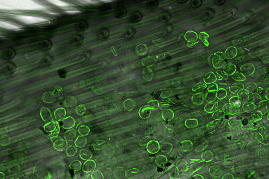 Honeybee leg - THUNDER Imager Model Organism