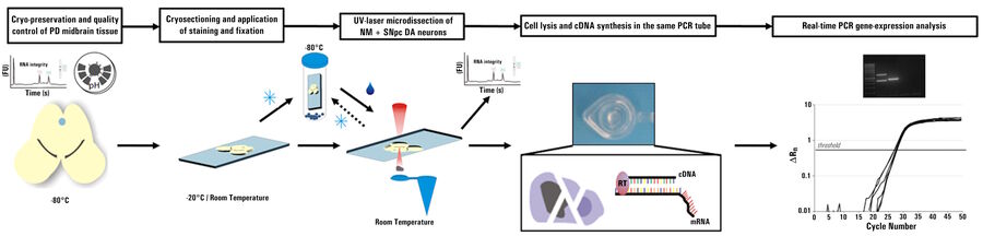 Fig. 1: Flow-chart of experimental procedure used for Parkinson’s research: protocol for UV-LMD and quantitative RT–PCR (real-time polymerase chain reaction) gene-expression analysis of individual SN DA neurons from human postmortem PD brains and controls. 