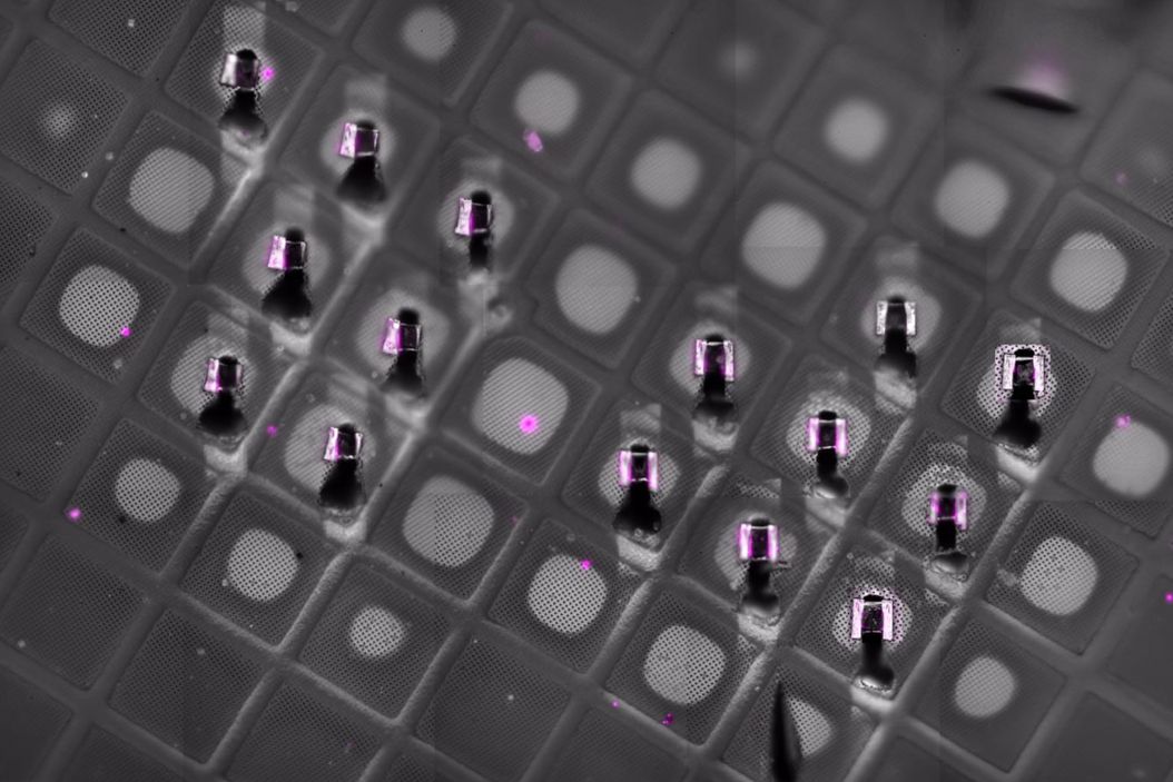 Cryo-confocal fluorescence imaging of the milled lamella on the TEM grid after cryo-FIB preparation. Residual fluorescence signal confirms that the targeted region of interest—containing malaria parasite structures—has been successfully retained during lamella preparation, supporting accurate correlation between cryo-fluorescence microscopy and cryo-electron microscopy workflows. Milled_lamella_on_the_TEM_grid_after_cryo-FIB_preparation.jpg